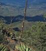 hike_central_pinemnt1112.jpg