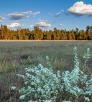 0819_HutchMountain.jpg