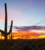 audrey_m._arnold_saguaro_national_park.jpg