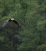 gerry_groeber_bald_eagle_woods_canyon_lake.jpg