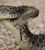 jerry clifton rattlesnake theodore roosevelt lake.jpg