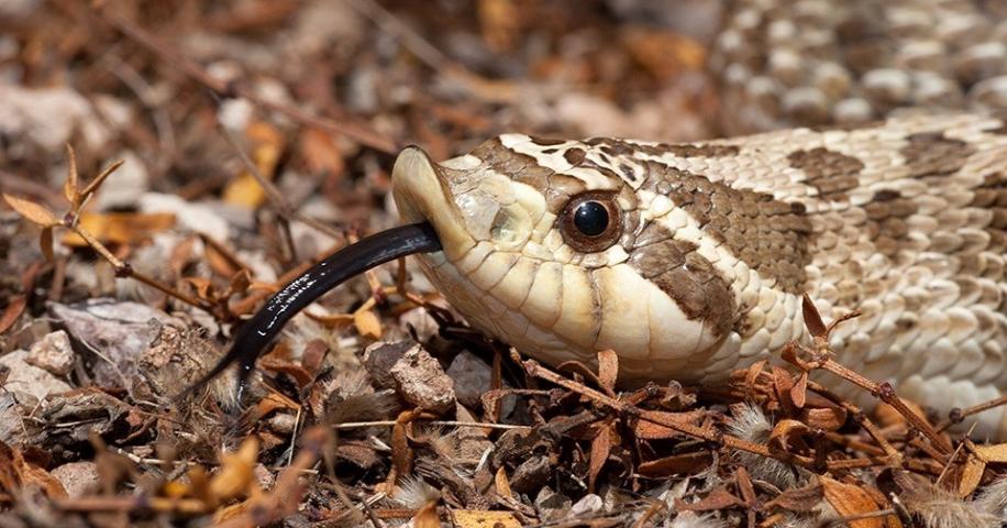 Dramatic Snake Dies After Being Touched 