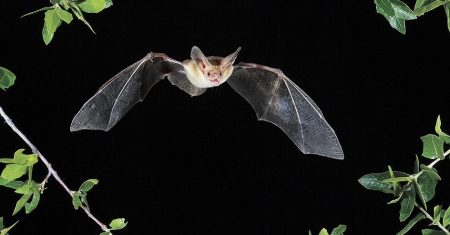 Bat Wingspan: A Comprehensive Exploration