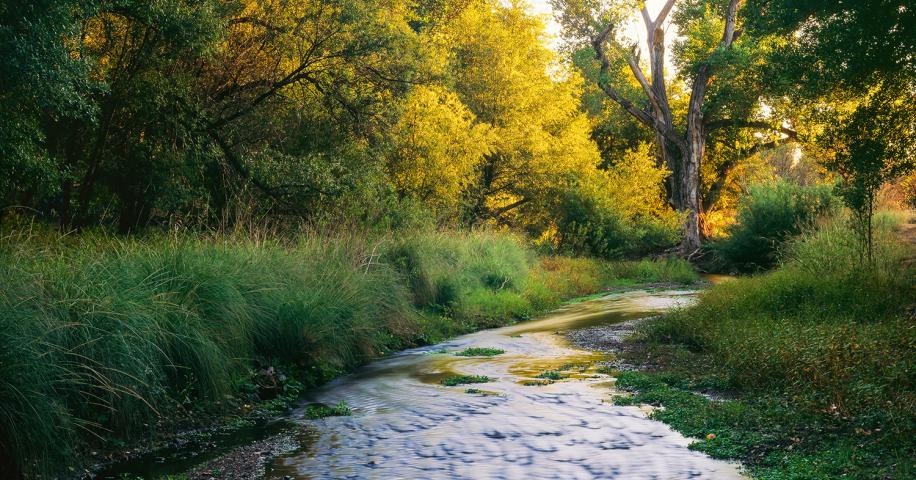 Escape to Sonoita Creek: Arizona's Hidden Gem for Nature Lovers