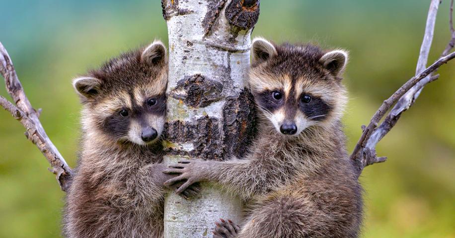 Common Raccoons | Arizona Highways