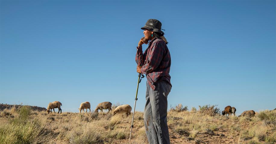 A herder stands watch over churro sheep grazing under a wide blue high-desert sky