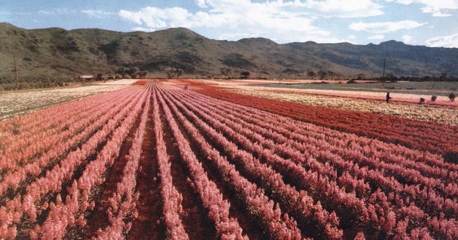 Baseline Flowers | Arizona Highways