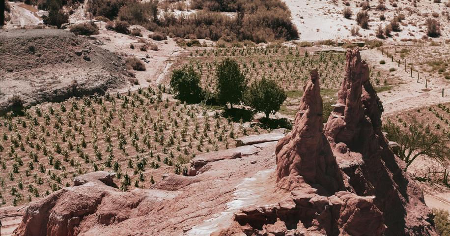 The Miracle of Hopi Corn | Arizona Highways - Vimarsana News