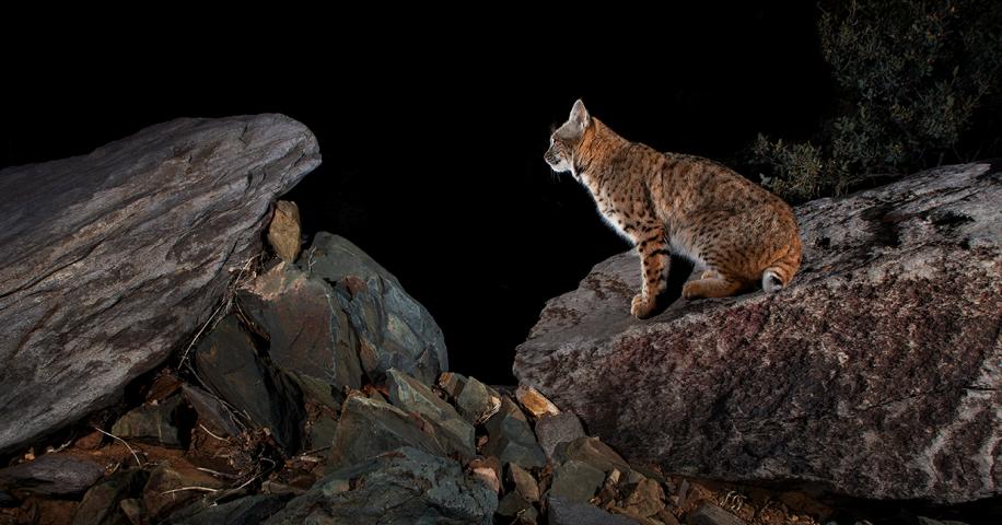 Bobcat | Arizona Highways