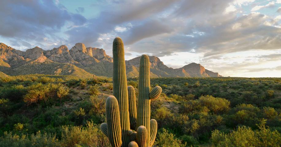 Sky Islands | Arizona Highways
