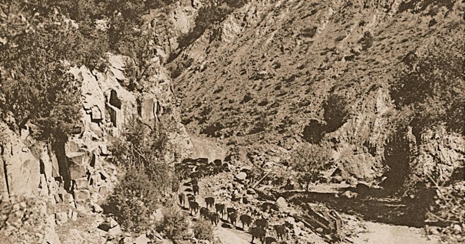 Community Cattle Drive | Arizona Highways - Vimarsana News