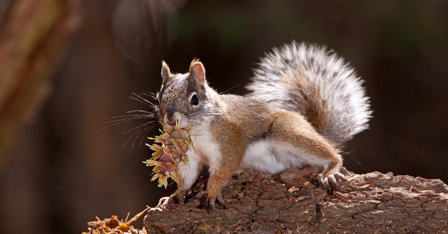 Mount Graham Red Squirrel | Arizona Highways - Vimarsana News