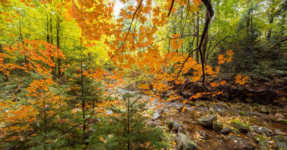 Falling For Arizona | Arizona Highways - Vimarsana News