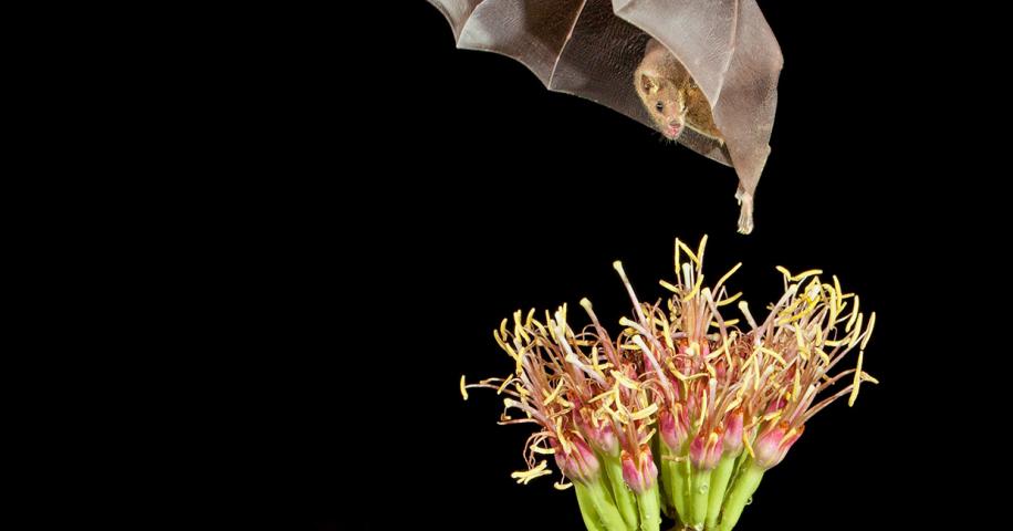 Things That Go Bump in the Night | Arizona Highways - Vimarsana News