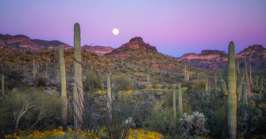 Springtime in the Desert | Arizona Highways
