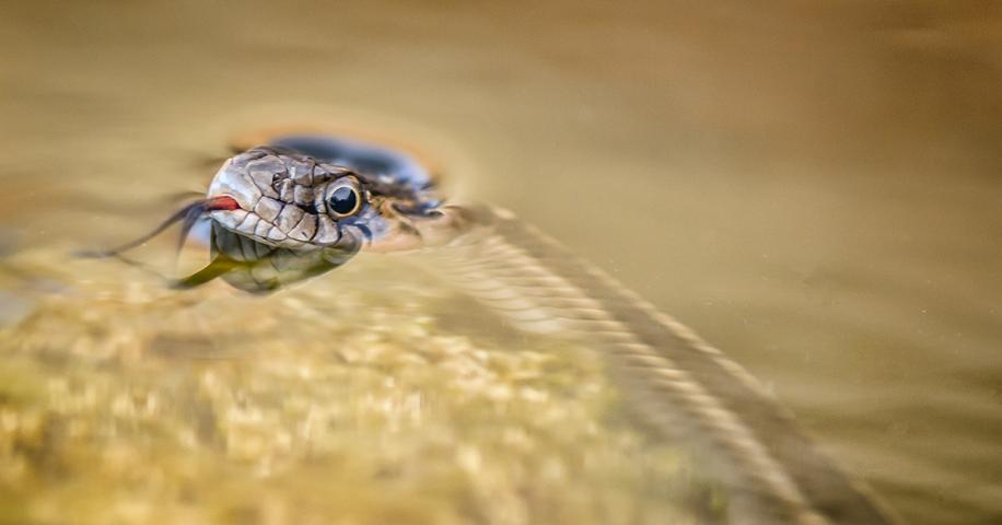 Garter Snake | Arizona Highways
