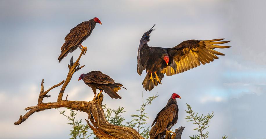 Turkey Vultures | Arizona Highways