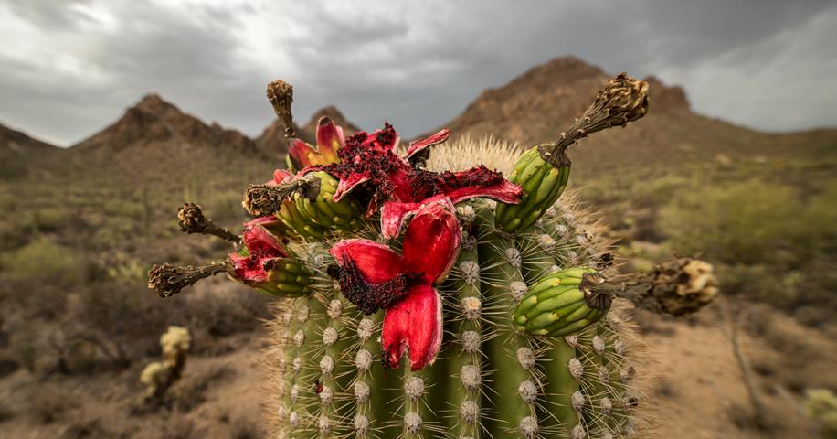 With A 10-Foot Pole | Arizona Highways