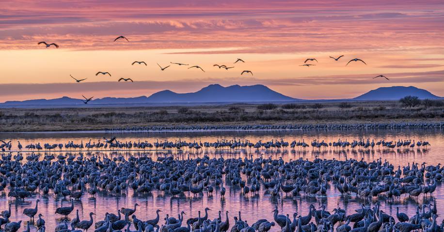 Jack Headed South for the Annual Wingding | Arizona Highways