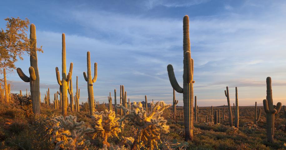 Saguaro Cactus Hiking Sonoran Desert National Monument Saguaro National  Park Wikipedia