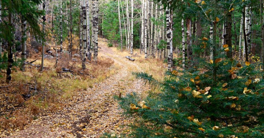 Grant Hill Loop | Arizona Highways