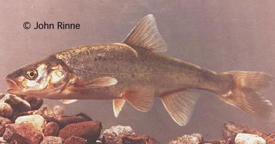 Officials Seek 'Threatened' Status for 2 Arizona Fish Species | Arizona