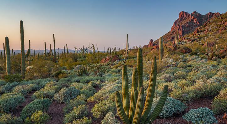 A young organ pipe cactus grows amid saguaros and ocotillos in Organ Pipe Cactus National Monument’s Alamo Canyon. | Paul Gill