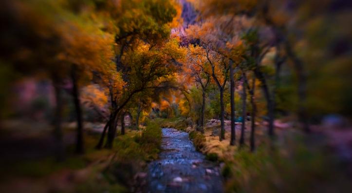 Bright Angel Creek flows past autumn-hued cottonwoods at the bottom of the Grand Canyon, as viewed from a footbridge that spans the creek. | Amy S. Martin