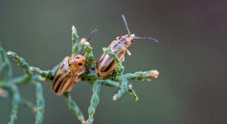 Photograph by Bruce D. Taubert