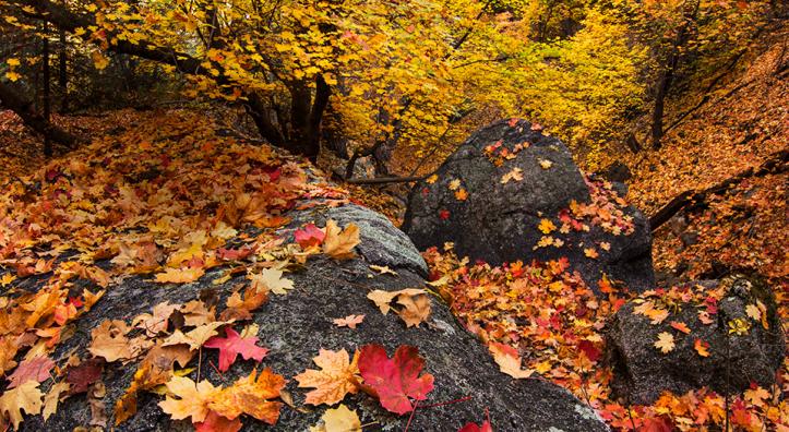 Photograph by Joel Hazelton
