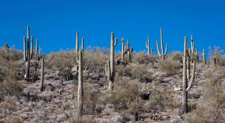 Desert landscape in midday light.