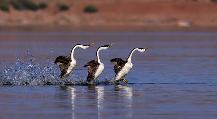 Photograph by Bruce D. Taubert