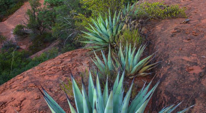 Agaves line a rocky hill.