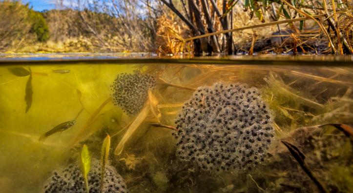 Photograph by Bruce D. Taubert