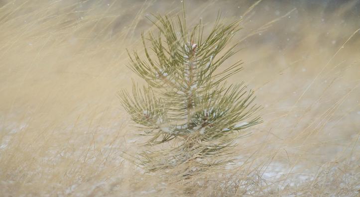 Photograph by John Burcham