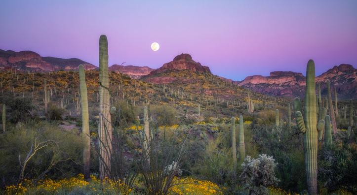 Photograph by Peter Coskun