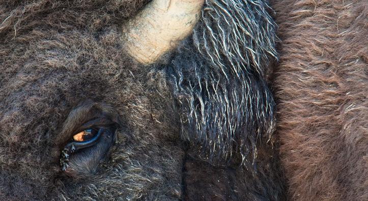 Flies gather moisture from a bison’s eye in DeMotte Park, a clearing just north of Grand Canyon National Park’s North Rim entrance. Photo by Paul Gill
