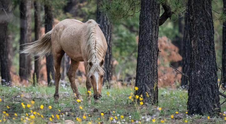 Amid tall ponderosa pines, a horse grazes on wildflowers and grasses in the Heber Wild Horse Territory, near the town of Heber. Photograph by Anne James