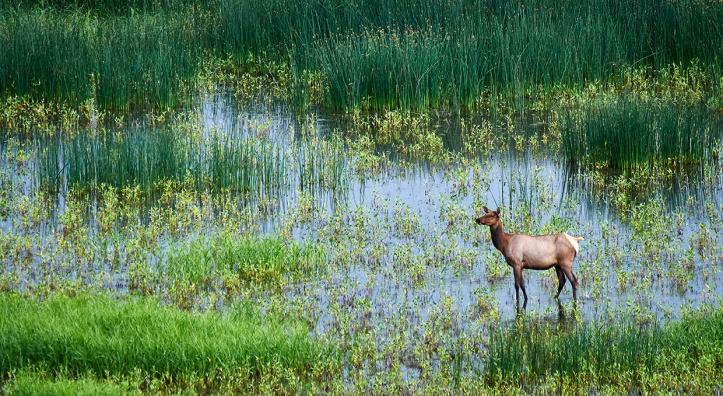 A cow elk (Cervus elaphus) stands in a marshy area at Mormon Lake, southeast of Flagstaff. Photo by Shane McDermott