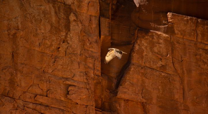 One of the Grand Canyon’s steep cliffs dwarfs a red-tailed hawk (Buteo jamaicensis) as it navigates the gorge.  Photograph by John Sherman