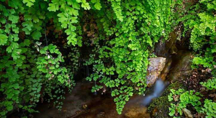 Hanging foliage grows along a perennial spring that feeds  East Clear Creek. Photograph by Joel Hazelton.