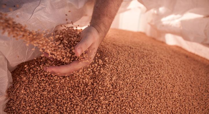 Jeff Zimmerman's hand is seen sifting through a pile of wheat. By Jacques Barbey