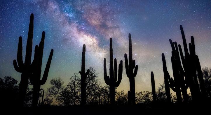 Tall saguaros anchor a nighttime view of the Milky Way galaxy near San Manuel, northeast of Tucson. By Sean Parker