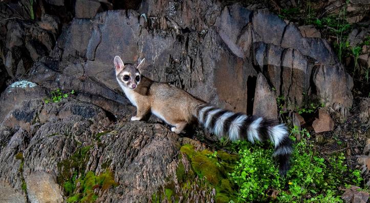 Ringtail cat on rocks at night by Anne James