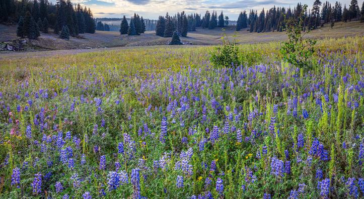 Lupines and other summer wildflowers grow in a meadow along the road to Point Sublime, an overlook on the Grand Canyon’s North Rim. The 17-mile road requires a high-clearance vehicle. LAURA ZIRINO