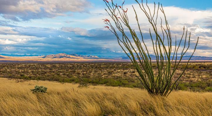 A blooming ocotillo and other desert plants thrive in the sprawling landscape of the Altar Valley. The valley’s watershed covers about 1,000 square miles of Southern Arizona. Jeff Maltzman