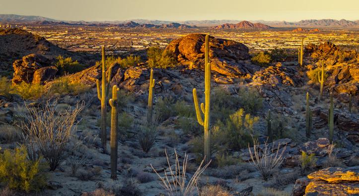Tall saguaros punctuate an evening view of Phoenix, including Camelback Mountain. By Joel Hazelton