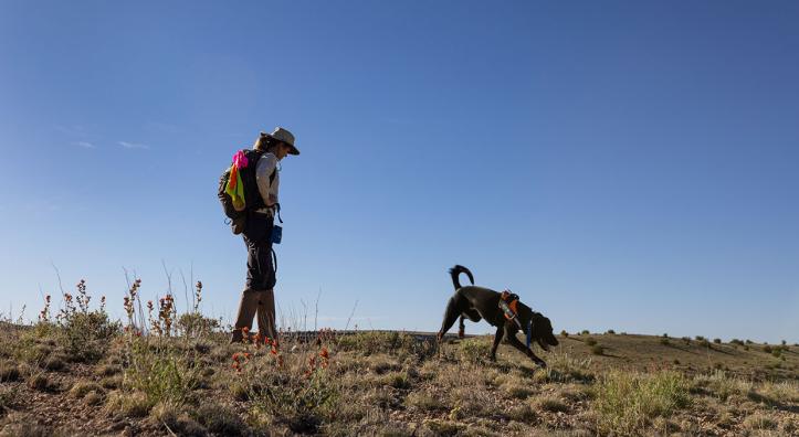 Dog trainer Lauralea Oliver and Circe, a Labrador retriever, search for endangered Fickeisen plains cactuses south of the Grand Canyon. By Eirini Pajak