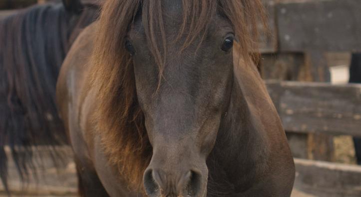 A new baby horse looks head on at the camera. It is brown with a brown mane and no blaze. 