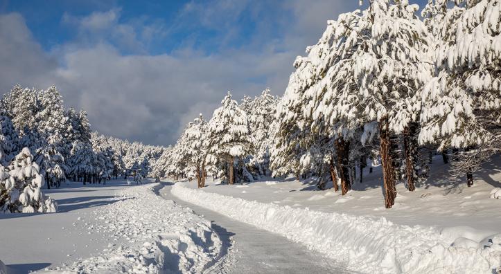 Heavy snow lines a forest road north of the Flagstaff area’s Lake Mary Road. By Tom Bean